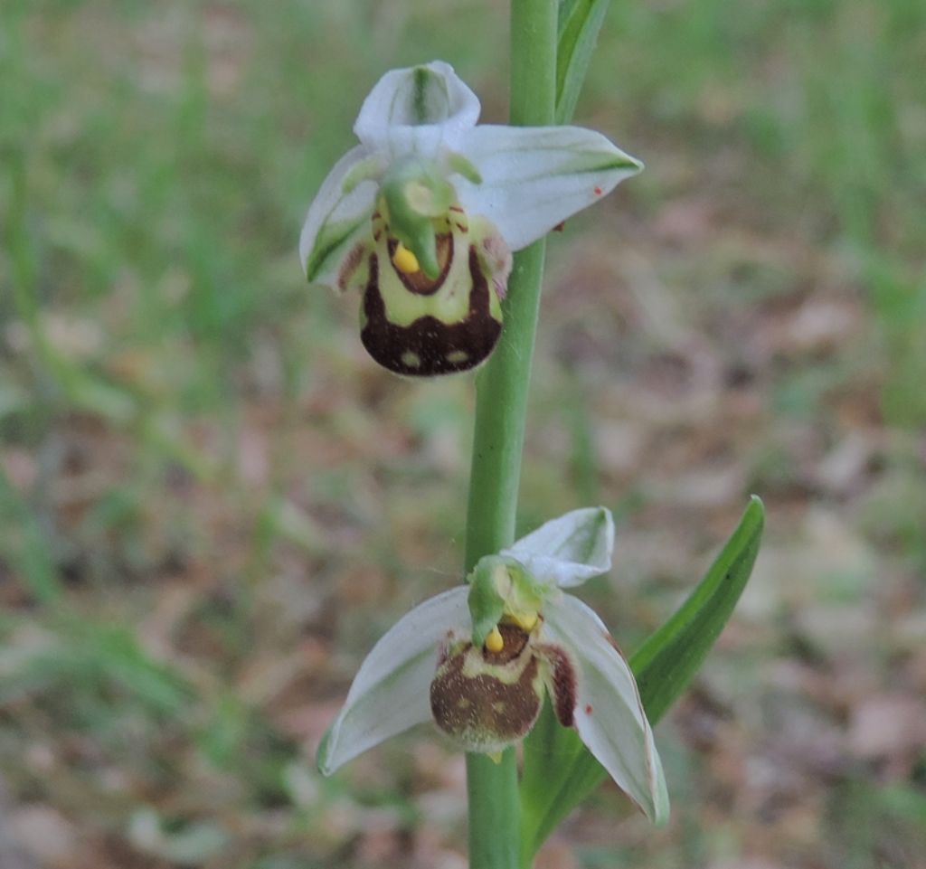 Ophrys apifera